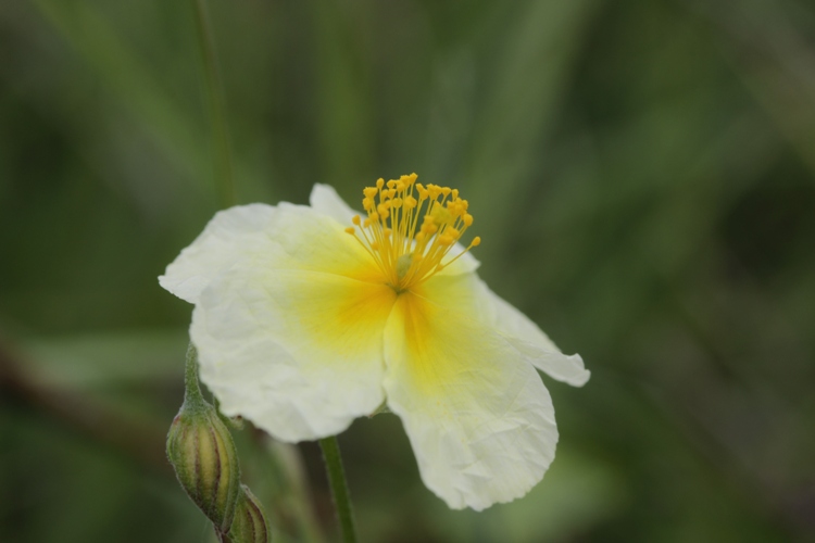HELIANTHEMUM X SNOW QUEEN