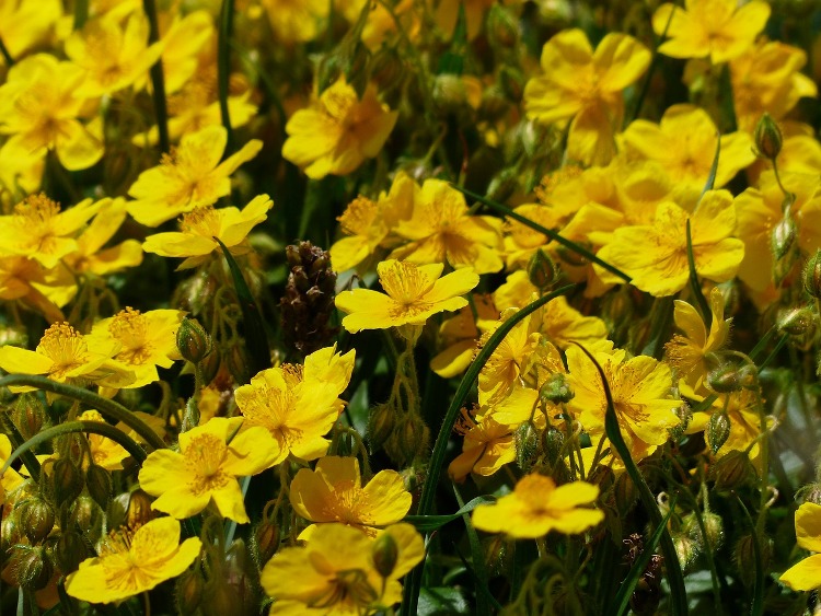 HELIANTHEMUM X STERNTALER