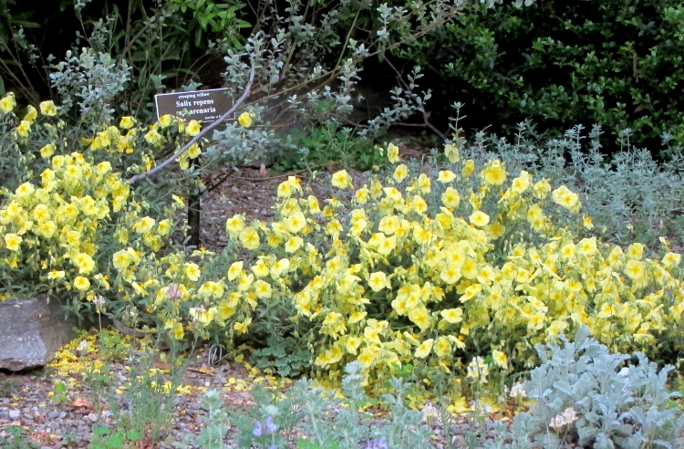 HELIANTHEMUM X WISLEY PRIMROSE