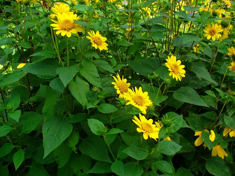HELIANTHUS DECAPETALUS CHAPENOCH STAR