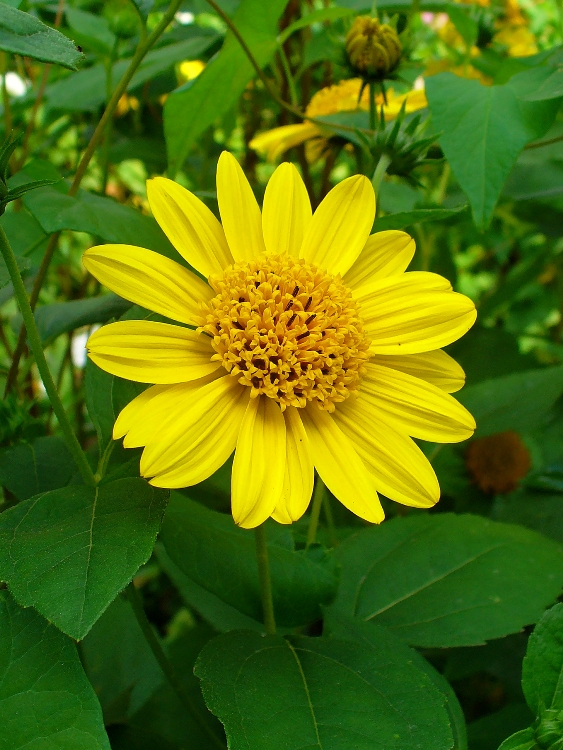 HELIANTHUS DECAPETALUS CHAPENOCH STAR