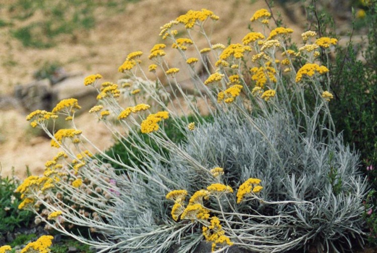 HELICHRYSUM ITALICUM