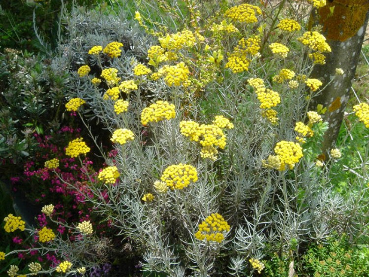 HELICHRYSUM ITALICUM