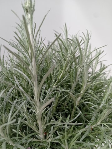 HELICHRYSUM ITALICUM