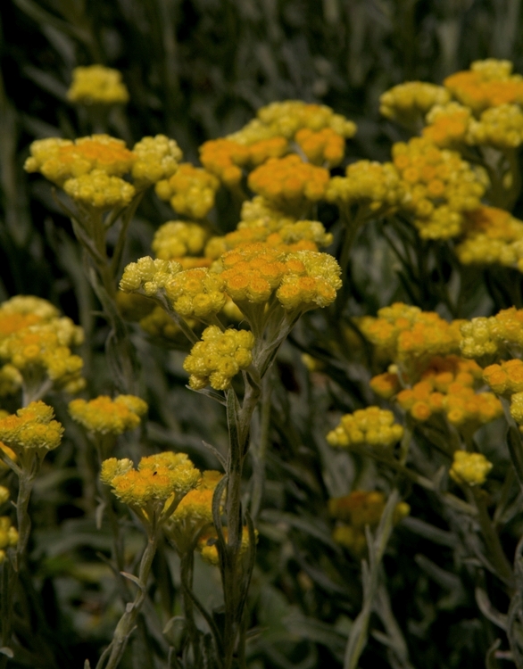 HELICHRYSUM THIANSHANICUM GOLDKIND