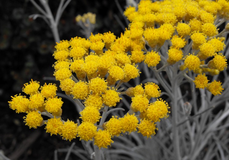 HELICHRYSUM THIANSHANICUM SCHWEFELLICHT