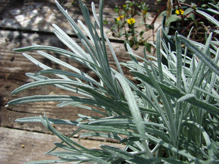 HELICHRYSUM THIANSHANICUM SCHWEFELLICHT