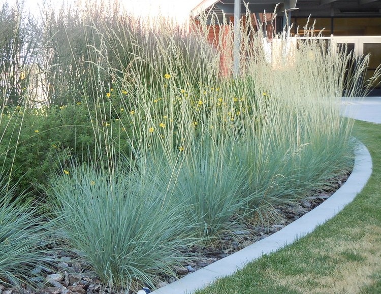 HELICTOTRICHON SEMPERVIRENS