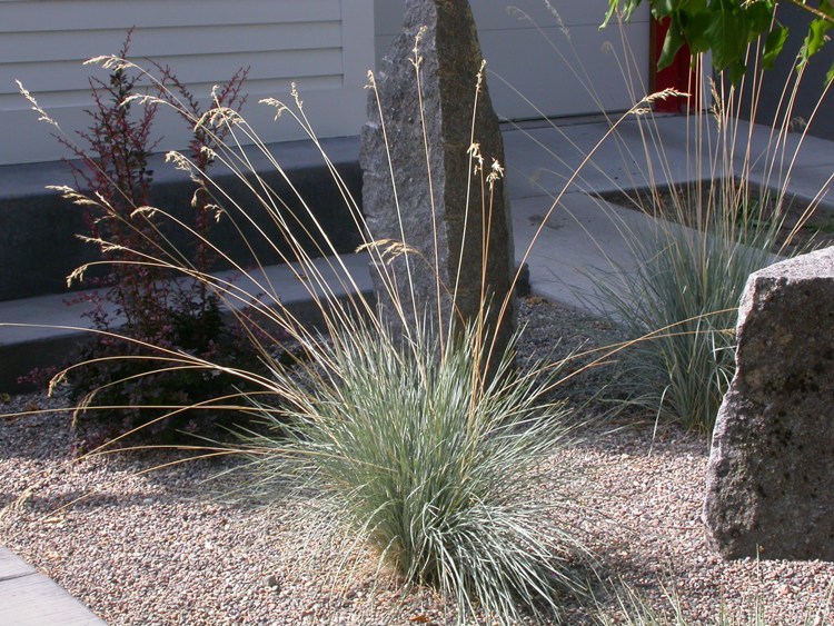 HELICTOTRICHON SEMPERVIRENS