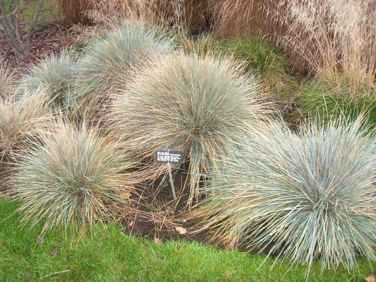 HELICTOTRICHON SEMPERVIRENS
