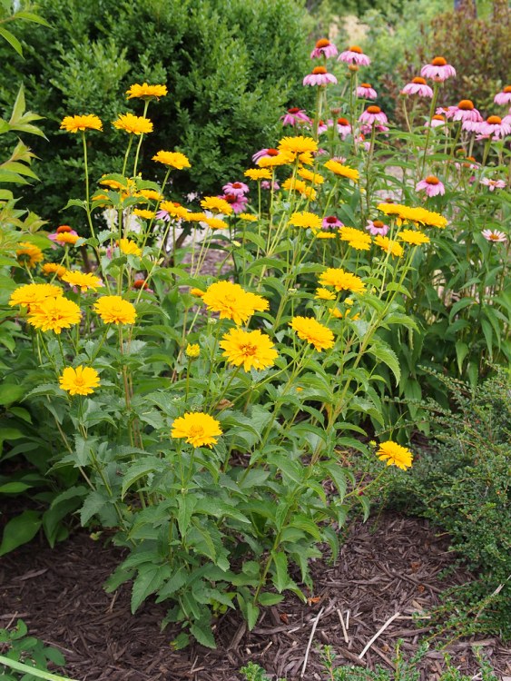 HELIOPSIS SCABRA