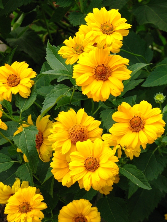 HELIOPSIS SCABRA