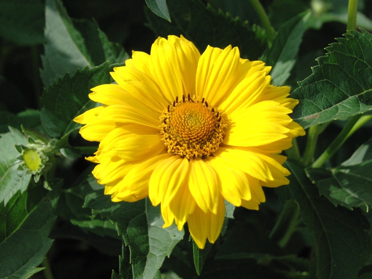 HELIOPSIS SCABRA