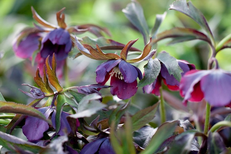 HELLEBORUS HYBRIDA ATRORUBENS