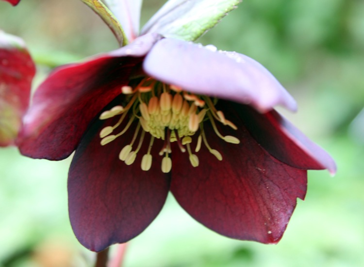 HELLEBORUS HYBRIDA ATRORUBENS