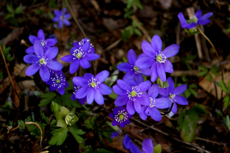 HEPATICA NOBILIS