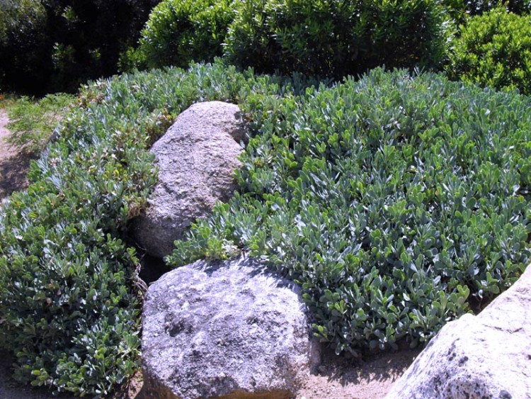 HERTIA CHEIRIFOLIA