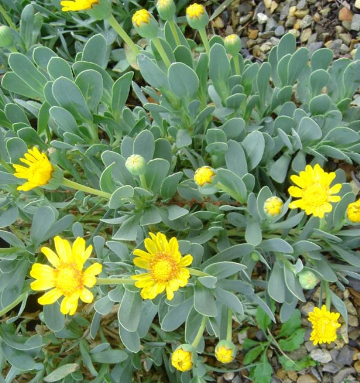 HERTIA CHEIRIFOLIA