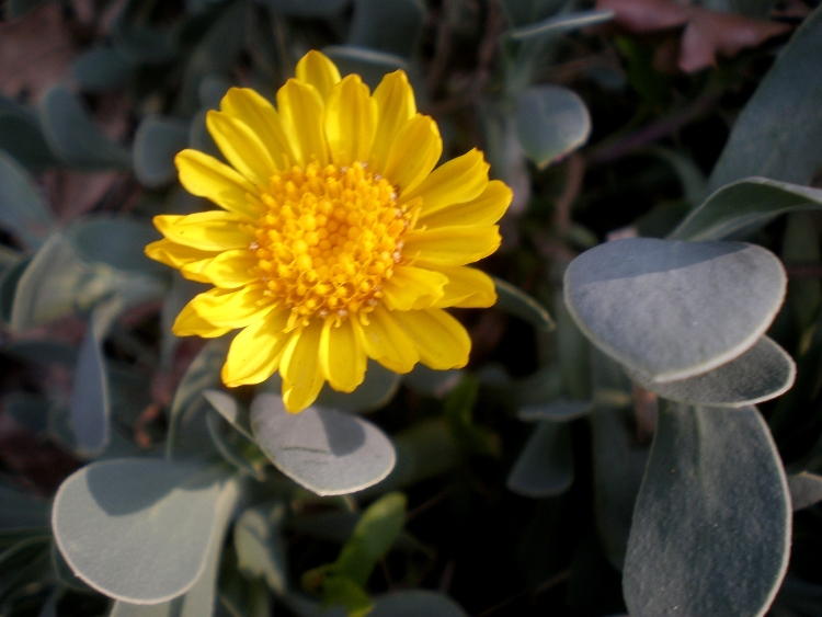 HERTIA CHEIRIFOLIA