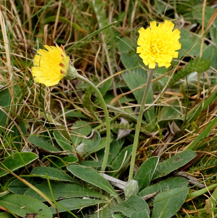 HIERACIUM PILOSELLA