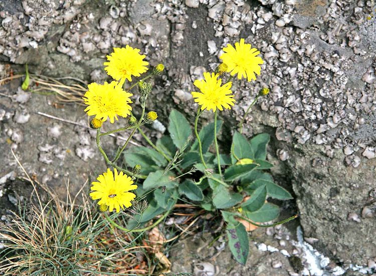 HIERACIUM PILOSELLA