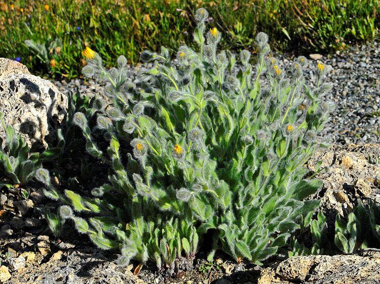 HIERACIUM VILLOSUM