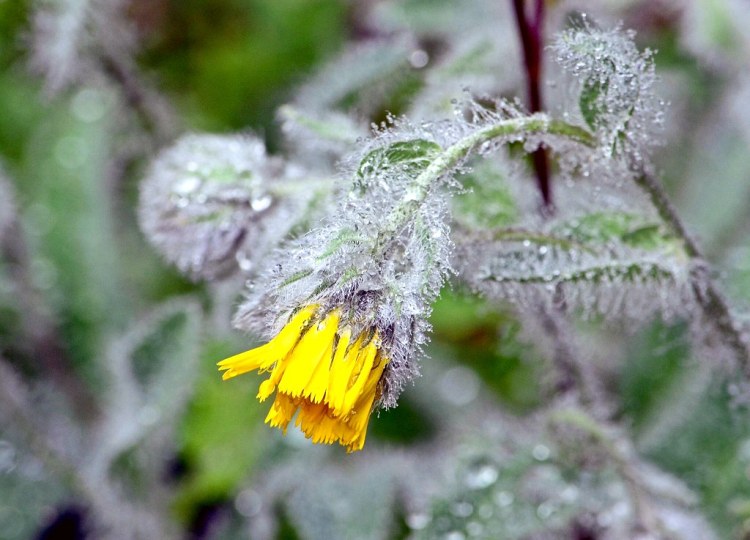 HIERACIUM VILLOSUM