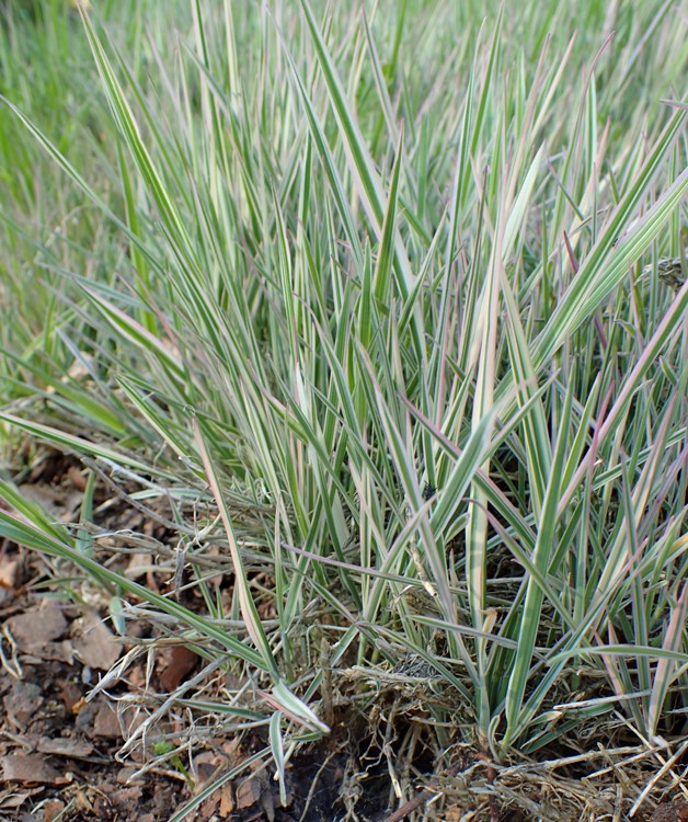 HOLCUS MOLLIS ALBOVARIEGATUS