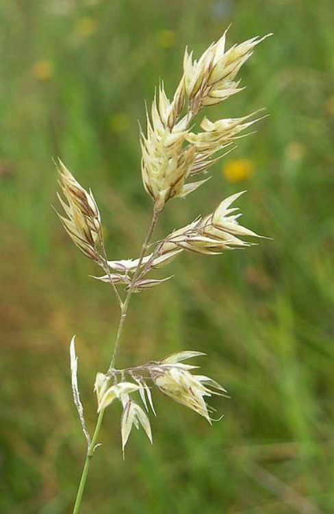HOLCUS MOLLIS ALBOVARIEGATUS