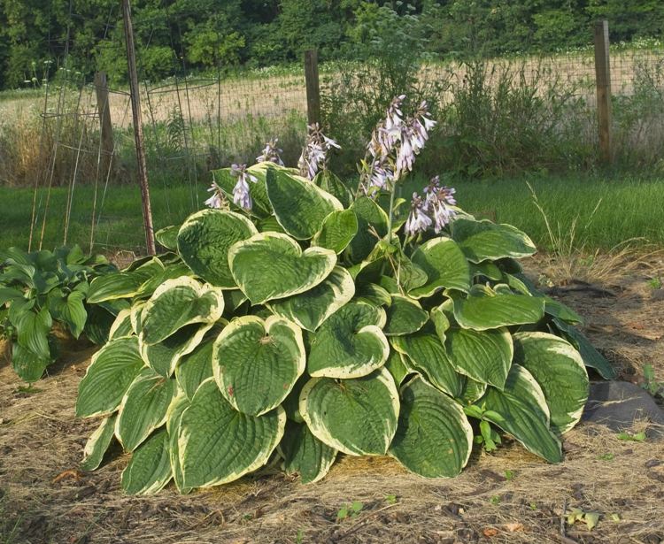 HOSTA SEIBOLDIANA CHRISTMAS TREE