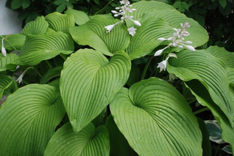 HOSTA ROYAL STANDARD