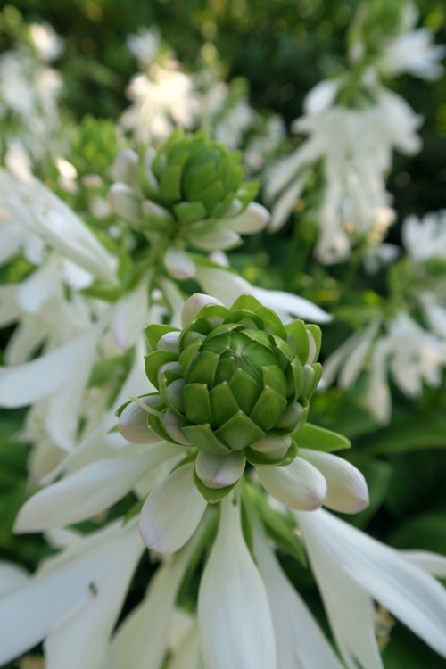 HOSTA ROYAL STANDARD
