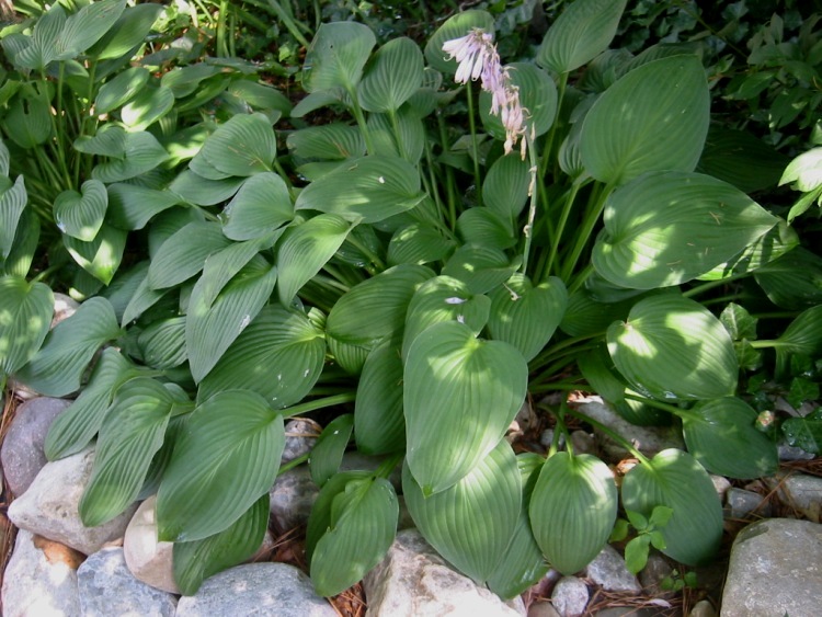 HOSTA FORTUNEI HYACINTHINA
