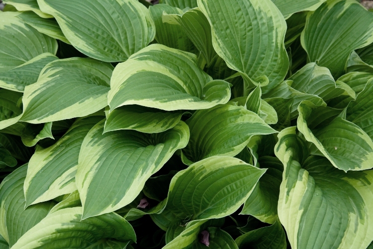 HOSTA FORTUNEI MOERHEIM
