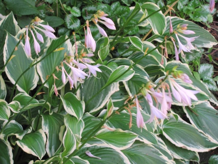 HOSTA FORTUNEI MOERHEIM