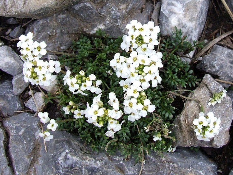 HUTCHINSIA ALPINA