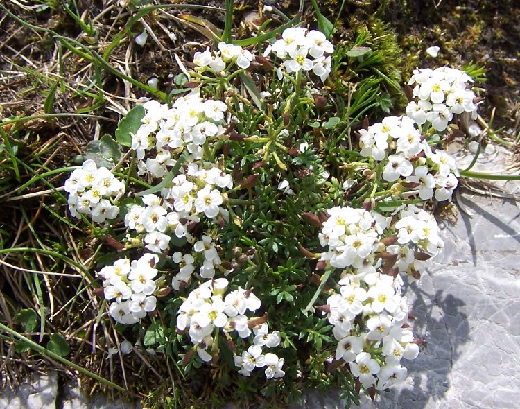 HUTCHINSIA ALPINA