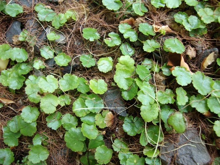 HYDROCOTYLE ROTUNDIFOLIA