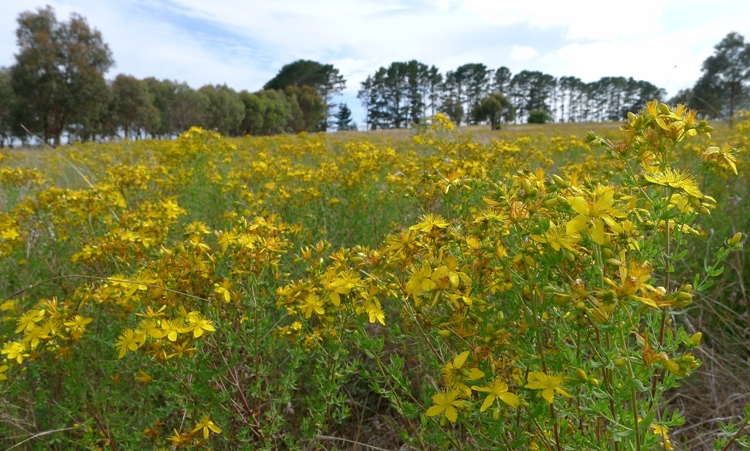 HYPERICUM PERFORATUM