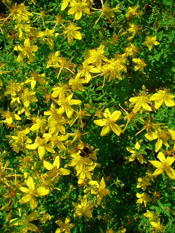 HYPERICUM PERFORATUM