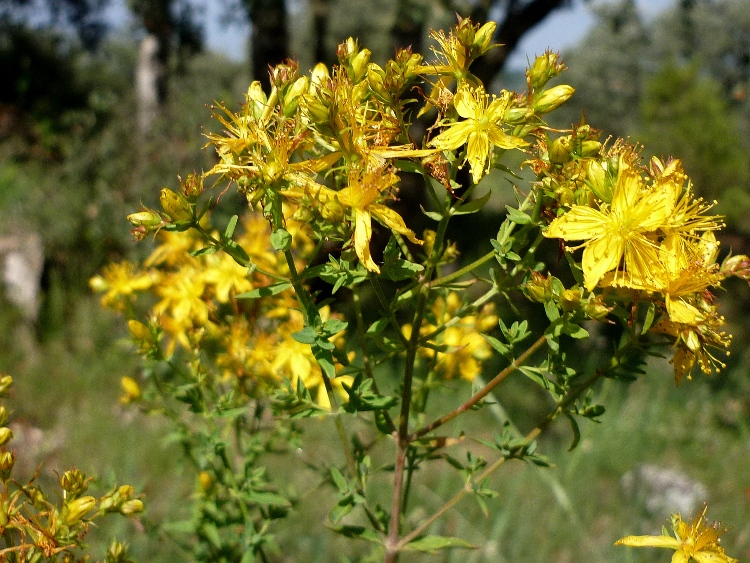HYPERICUM PERFORATUM