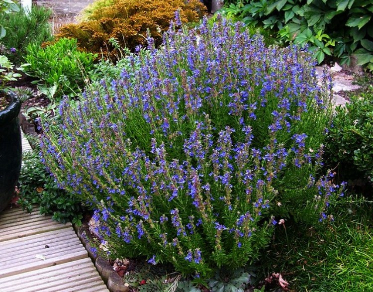 HYSSOPUS OFFICINALIS