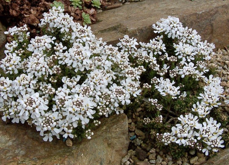 IBERIS SAXATILIS