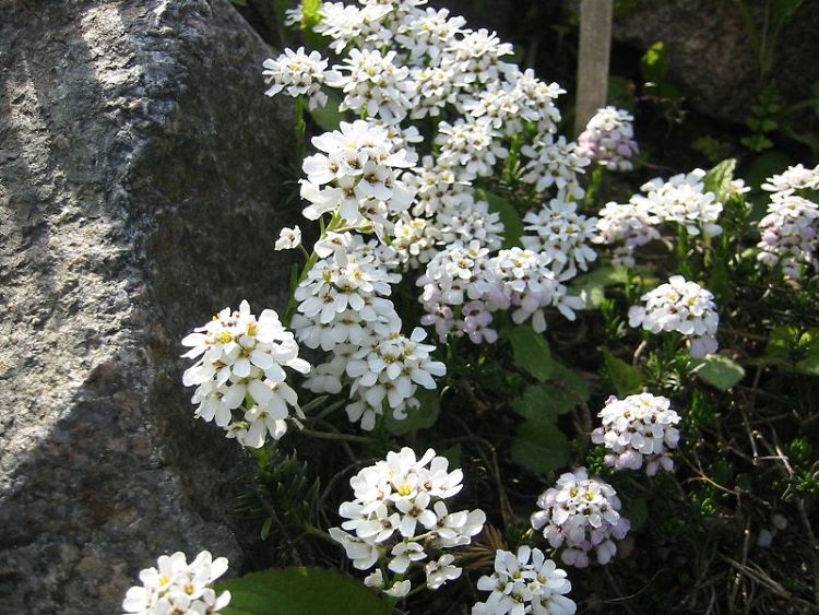 IBERIS SAXATILIS