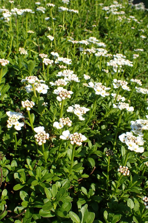IBERIS SEMPERVIRENS FINDEL