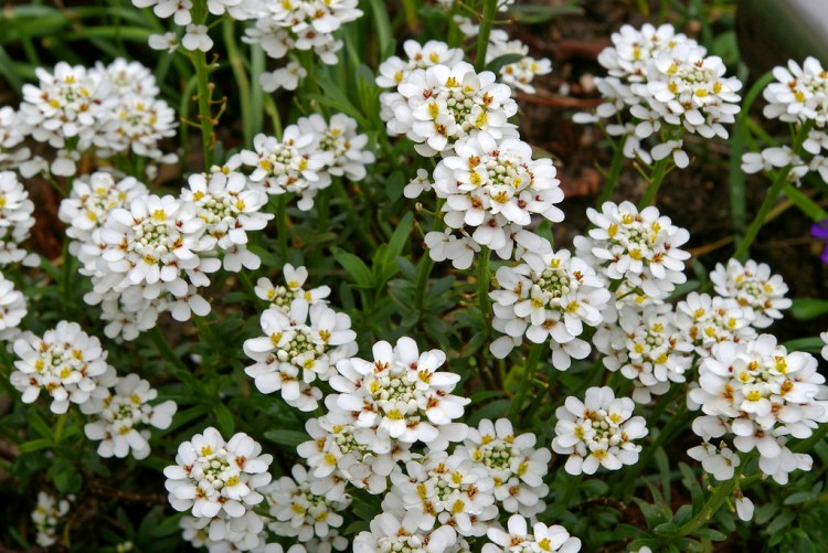 IBERIS SEMPERVIRENS FINDEL