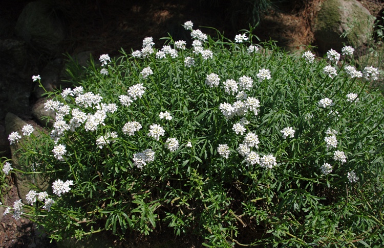 IBERIS SEMPERVIRENS