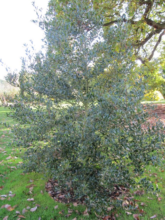 ILEX AQUIFOLIUM LYDIA MORRIS