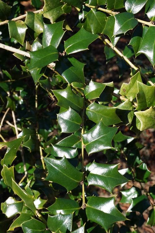 ILEX AQUIFOLIUM LYDIA MORRIS