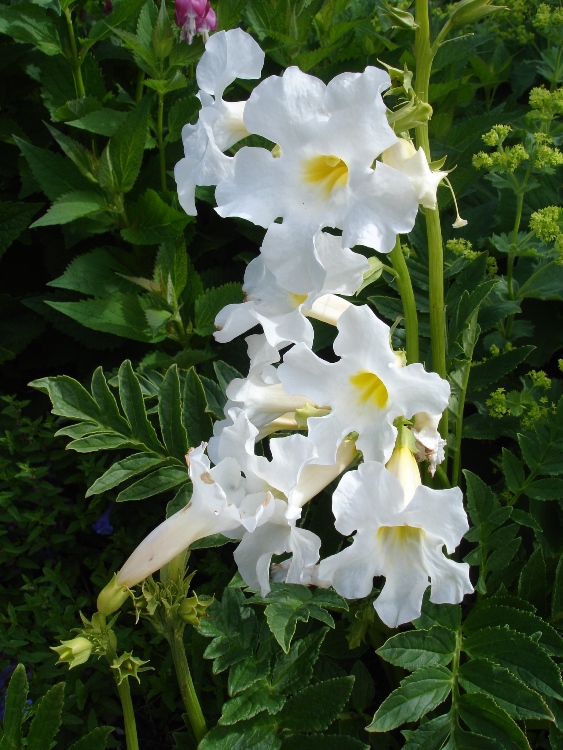 INCARVILLEA DELAVAYI SNOW TOP